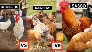 Chickens-Why is  KROILER SASSO, The BEST Farming Business you can Do Over Rainbow . Dr. Isa Luigare