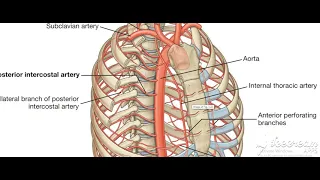 Anterior intercostal arteries