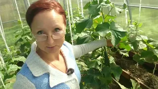 Видео привет с 6 соток 20-21 июня 2022 год. Hello from the garden