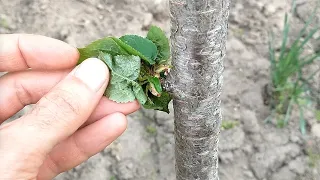 Ce se intampla daca nu aplici banda anti furnici pe pomi?