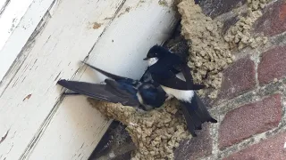 Huiszwaluwen (House martins)