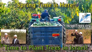 Spring Time is Here! Time to Plant Trees in Israel!