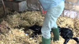 calving a cow with the calf coming backwards. not for the faint hearted!