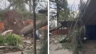 Homeowner Screams as Tree Crashes Onto House During Storm