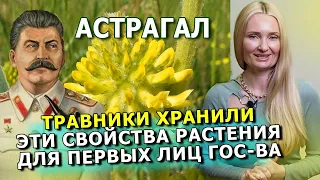 Целебные свойства астрагала о которых Вы никогда бы не догадались.