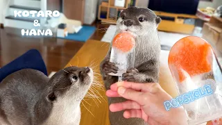 Otters Excited About Salmon Popsicles!