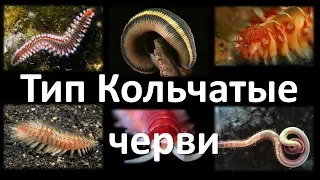 8. Кольчатые черви (7 класс) - биология, подготовка к ЕГЭ и ОГЭ 2019