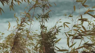 Bamboo Tree Swaying With The Wind - Free Cinematic Film Stock - No Copyright
