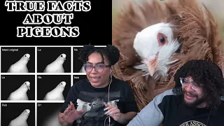 True Facts About Pigeons! | ZeFrank Reaction