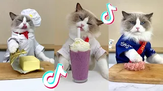 That Little Puff | Cats Make Food 😻 | Kitty God & Others | TikTok 2024 #56