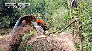 Cut 2 trees with 2 different techniques, Stihl ms 881 chainsaw.