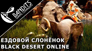 Гайд как получить ездового слоненка в Black Desert Online
