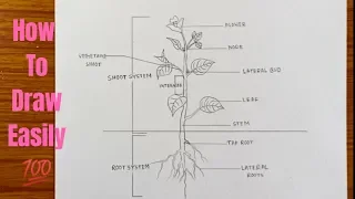 How to draw different parts of a plant (Tree) in easy way - step by step