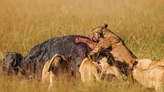 The Rongai pride’s epic buffalo hunt at Ishara