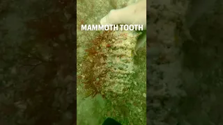 Ancient Mammoth tooth found scuba diving in FL