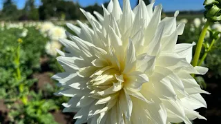 Dahlia Flower Farm [Swan Island Dahlias] #dahlias #flowers