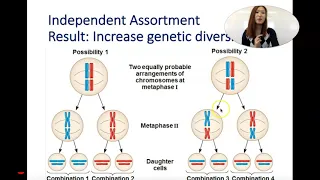 4.4 Meiosis (homologous chromosomes vs. sister chromatids)