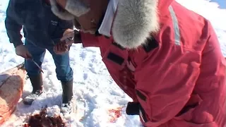 Inuit giving us liver of the seal  with which they feed their dogs - Nanoq 2007 expedition