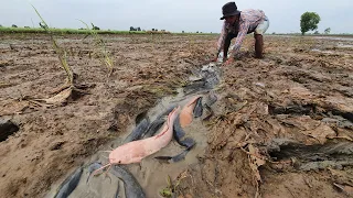 Wow amazing fishing! a fisherman skill catch fish a lot in rice field when little water by hand