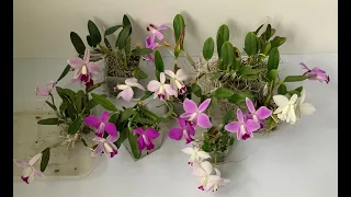 Обзор Laelia pumilas