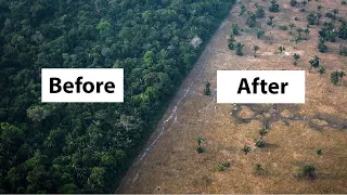 How Brazil's Amazon Rainforest Destruction is Turning into a Desert - Jair Bolsonaro Amazon Lula