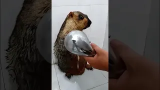 gopher taking a shower