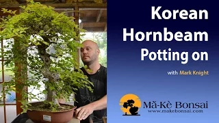 42) How to Repot a Korean Hornbeam Bonsai, Demonstrator Mark Knight