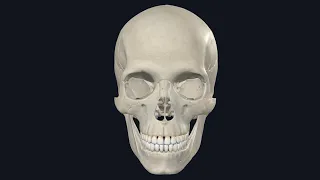 Introduction to skull anatomy/مقدمة في تشريح الجمجمة