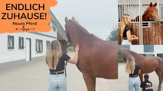 Wir holen mein neues Pferd ab 😍 | Marina und die Ponys