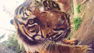 Google Photos: Animals Take Selfies at the LA Zoo