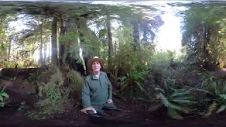 Redwoods in 360: Walking Through A Chimney Tree