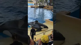 Orca Show Loro Parque #orcashow #orcas #loroparque