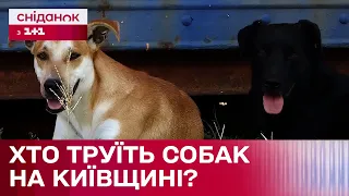 Масове отруєння собак! Хто навмисно вбиває тварин на Київщині?
