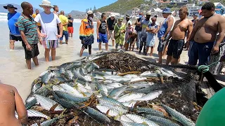 Trek Net fishing Yellowtail Kingfish at Surfers Corner, Muizenberg