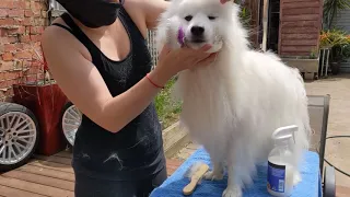 Grooming a Japanese Spitz - Step 1: Pin Brush (WITH SOUND!)