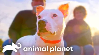 The Sweetest Moments on Pit Bulls and Parolees | Animal Planet