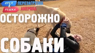 Сторожевые псы Техаса! Орёл и Решка. Перезагрузка. АМЕРИКА