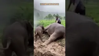 Elephant and calf saved in dramatic rescue from manhole in Thailand #short