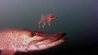 CRAZY Underwater Musky Follows and Strikes — Can't Miss Video!