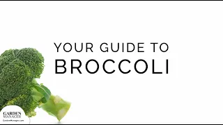 Growing Broccoli