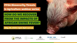 How do we recover from the impacts of African Swine Fever?
