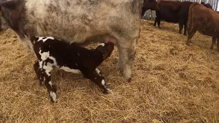 Calving and Fixing