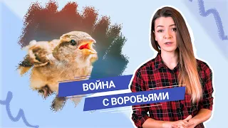 Почему китайцы объявили войну воробьям?