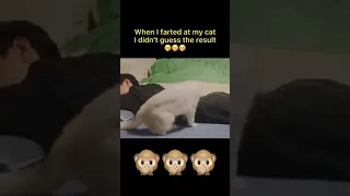 Farting on a cat