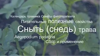 Сныть (снедь) трава |  Полезные и питательные свойства