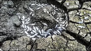 Карась в пересохшем водоеме