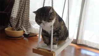 Maru is in the box with his serious face.