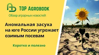 Аномальная засуха на юге России угрожает озимому севу. TOP Agrobook: обзор аграрных новостей