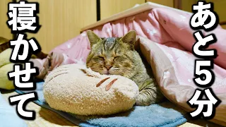 庭に住みついた野良猫を家猫へ#11【トラの幸せいっぱいモーニングルーティン】