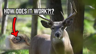 Deer Vision: How it Works (Picking the Right Camo)